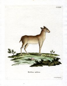 Alpiner Moschustier