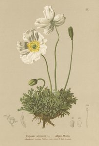Alpenmohn (Papaver alpinum, subsp. alpinum) von German School
