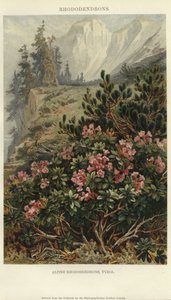 Alpine Rhododendren