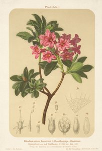 Alpenrose (Rhododendron hirsutum) von German School