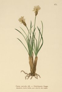 Alpen-Segge (Carex curvula)