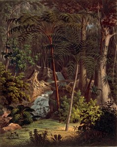 Amazonas-Regenwald, Tafel XXVII aus 