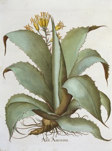 Amerikanische Aloe: Aloe Americana, aus dem Hortus Eystettensis von Basil Besler, veröffentlicht 1613 von German School