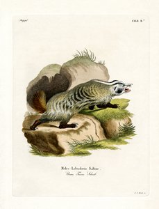 Amerikanischer Dachs