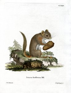 Amerikanisches Rothörnchen von German School