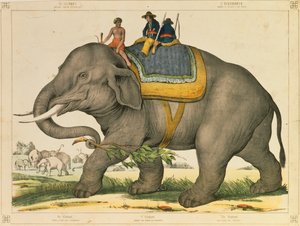 Ein Elefant wird verwendet, um seine eigenen zu jagen, illustriertes Flugblatt veröffentlicht von Joseph Scholz, Mainz, ca. 1860