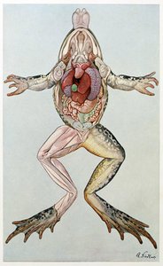 Anatomischer Querschnitt eines weiblichen Frosches, aus Brehms Tierleben, veröffentlicht in den 1860er Jahren (Farblithografie) von German School