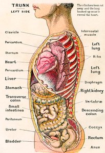 Anatomische Ansicht des menschlichen Torsos