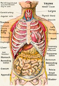 Anatomische Ansicht des menschlichen Torsos