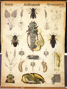 Anatomie der Apis, No.XXVII, Leuckarts Zoologische Wandtafel, 1877-98
