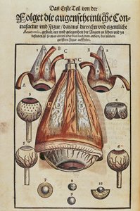 Anatomie des Auges, aus Ophthalmodouleia von Georg Bartisch (1535-1636) veröffentlicht in Dresden 1583 (Farbholzschnitt) von German School