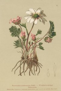 Anemonen-Hahnenfuß (Ranunculus anemonoides, Callianthemum anemonoides)