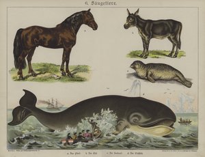 Tiere von German School