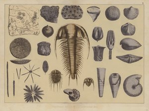 Tiere des frühen Paläozoikums (Farblithografie) von German School