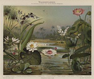 Wasserpflanzen von German School