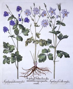 Akelei, aus Hortus Eystettensis, von Basil Besler, 1613 von German School
