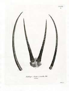 Arabische Oryx-Hörner