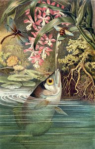 Schützenfisch, Tafel aus Brehms Tierleben: Allgemeine Kunde des Tierreichs, Bd. 8, S. 49, veröffentlicht vom Bibliographischen Institut, 1892