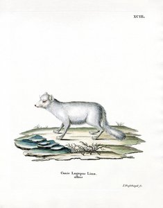 Arktischer Fuchs von German School