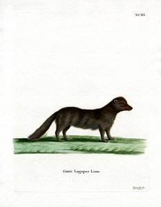 Polarfuchs von German School