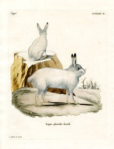 Arktischer Hase von German School