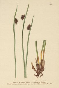 Arktische Binse (Juncus arcticus) von German School
