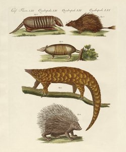 Gepanzerte und stachelige Tiere