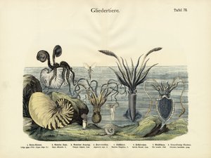 Gliederfüßer, ca. 1860