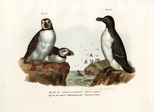 Papageitaucher