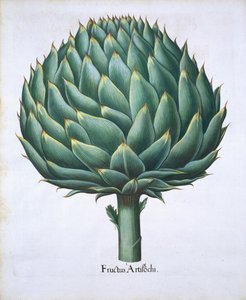 Artischocke aus Hortus Eystettensis von Basil Besler (1561-1629), veröffentlicht 1613