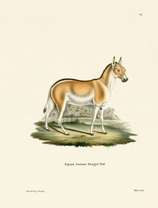 Asiatischer Wildesel von German School