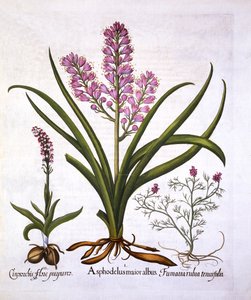 Affodill, Brandknabenkraut und Fumaria Spicata, aus Hortus Eystettensis, von Basil Besler, veröffentlicht 1613