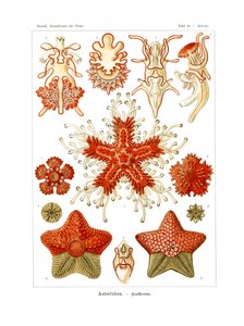 Asteridea von German School