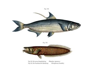 Atlantischer Tarpon