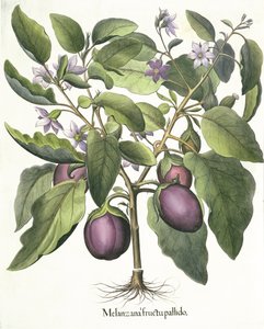 Aubergine: Melanzana fructu pallido, aus dem Hortus Eystettensis von Basil Besler, veröffentlicht 1613 von German School
