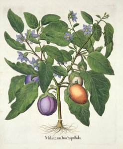 Aubergine: Melanzana fructu pallido, aus dem Hortus Eystettensis von Basil Besler (1561-1629), veröffentlicht 1613