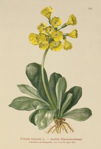 Aurikel (Primula Auricula)