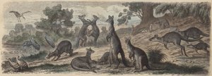 Australische Tierwelt (kolorierte Gravur) von German School