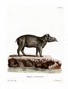 Bairds Tapir