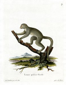 Bambuslemur