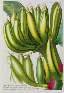 Banane, graviert von Johann Jakob Haid (1704-67) Tafel 19 aus einem botanischen Buch, veröffentlicht von Augustus Vind