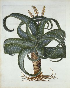 Barbados-Aloe, aus Hortus Eystettensis, von Basil Besler, veröffentlicht 1613 von German School