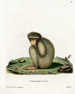 Berberaffe von German School