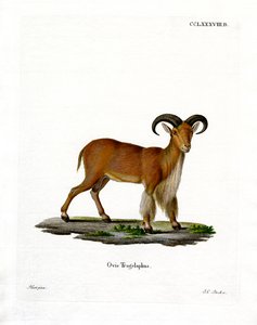 Mähnenschaf von German School