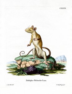Nacktschwanz-Wollbeutelratte von German School