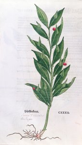 Lorbeerbaum, Illustration für Das Kräuterbuch von Leonhart Fuchs (1501-66), veröffentlicht in Basel, 1555 (Farbgravur) von German School
