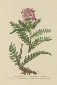 Schnabelloses Rotes Läusekraut (Pedicularis recutita) von German School