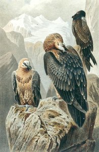 Bartgeier, Tafel aus "Brehms Tierleben: Allgemeine Kunde des Tierreichs", Bd.6, S.415, veröffentlicht vom Bibliographischen Institut von German School