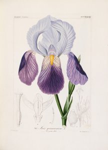 Bartiris, graviert von Ch. Schnorr