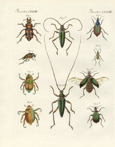 Schöne Käfer